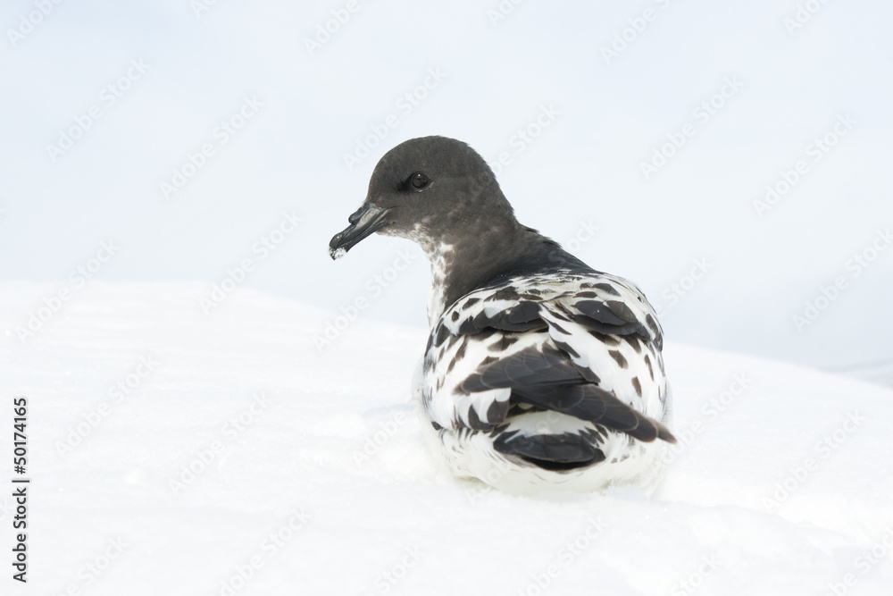 Cape pigeon sitting on a slope in the Antarctic. Cape pigeon sitting on a slope in the Antarctic.