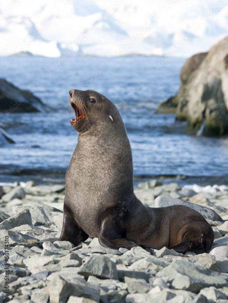 Fototapeta premium Male fur seals on the beach of the Antarctic.