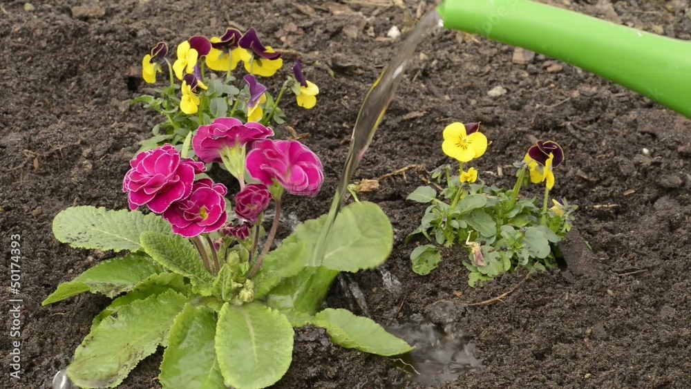 Blumen gießen