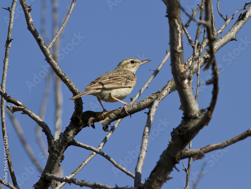 The young bird of the Tawny Pipit sitting deep in the bush.