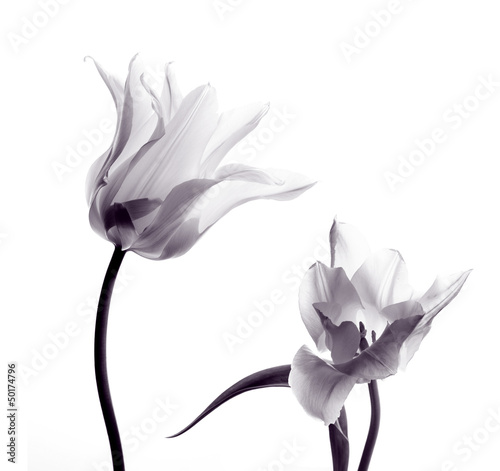 tulip  silhouettes on white