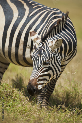Fototapeta Naklejka Na Ścianę i Meble -  Zebra grazing