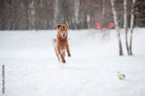 Brown dog running to catch a toy in winter