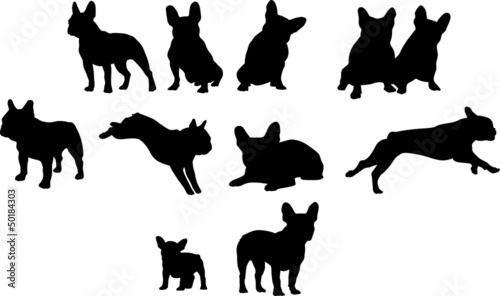 Französische Bulldoggen