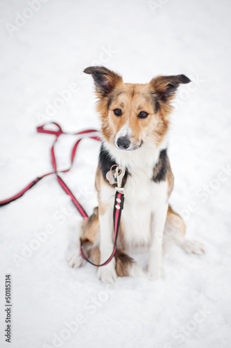 dog on a leash - border collie © ksuksa