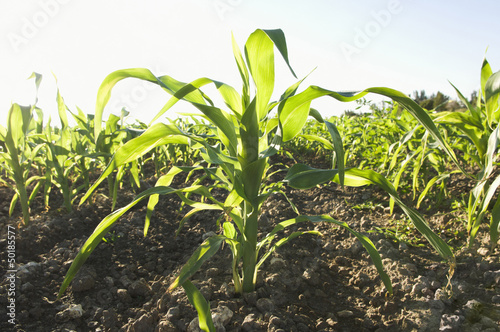 Corn growing in field