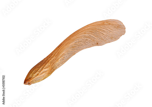 Maple samara isolated against white
