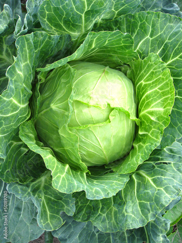 Big head of green cabbage