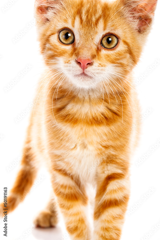 Red little cat Red little cat