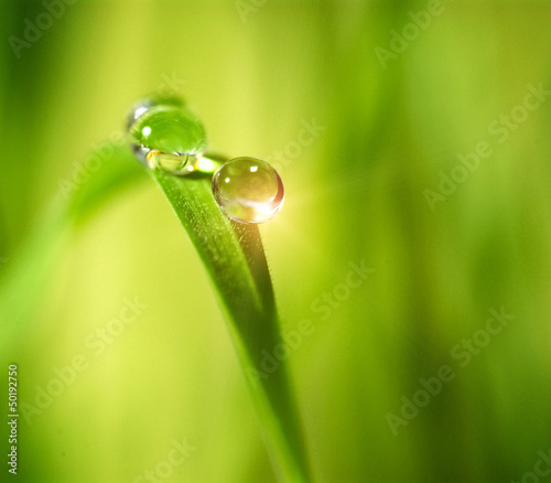 water drop on the green background