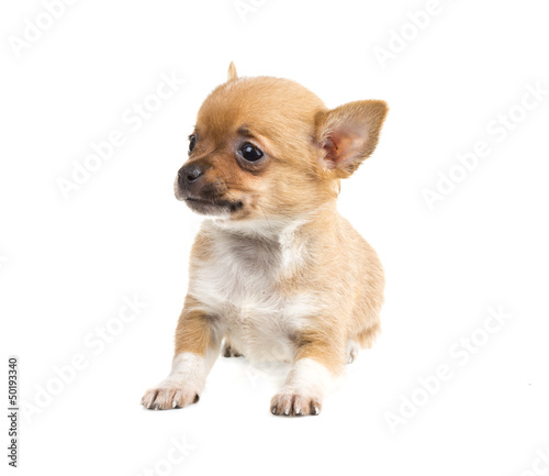 Chihuahua