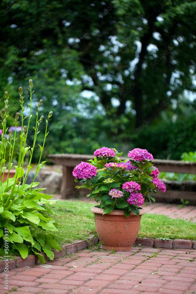 hydrangea in pot in garden