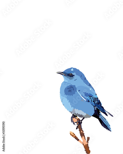 mountain blue bird