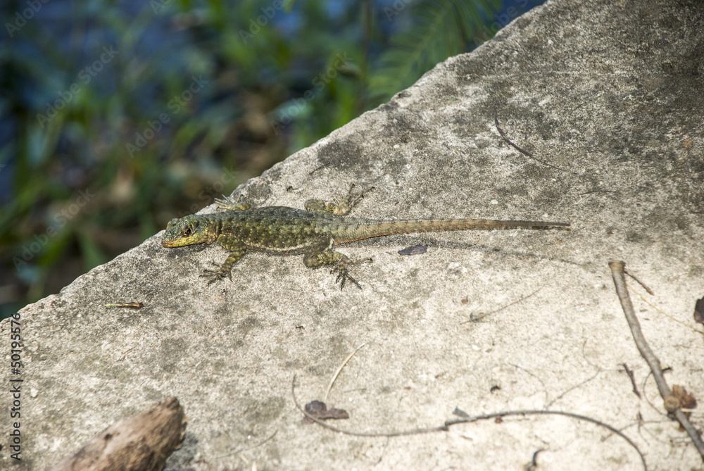 Amazon Lava Lizard