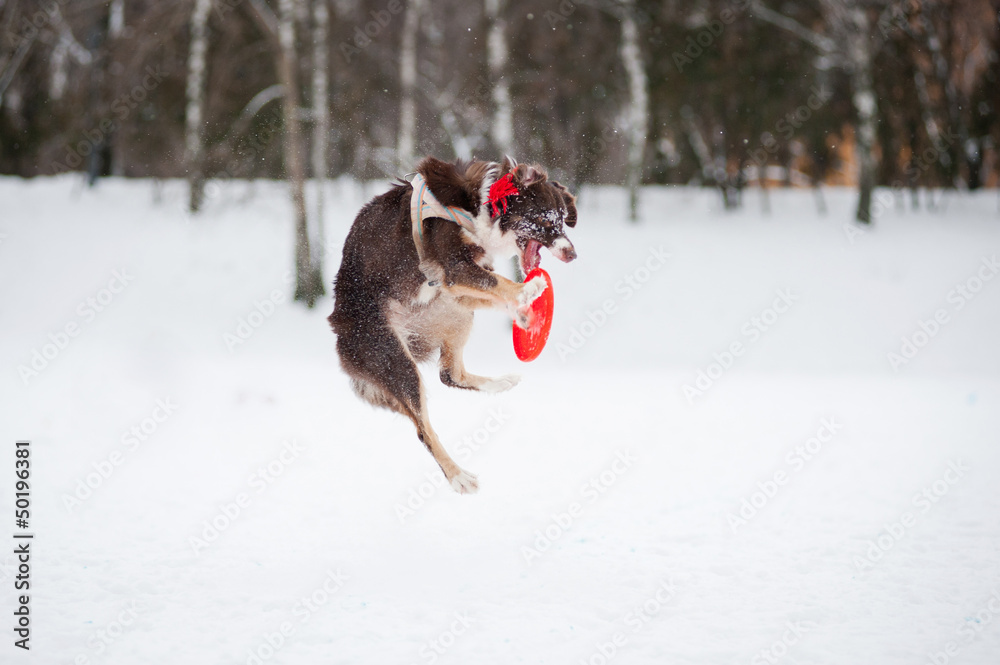 Dog jumping and catching a flying disc in mid-air