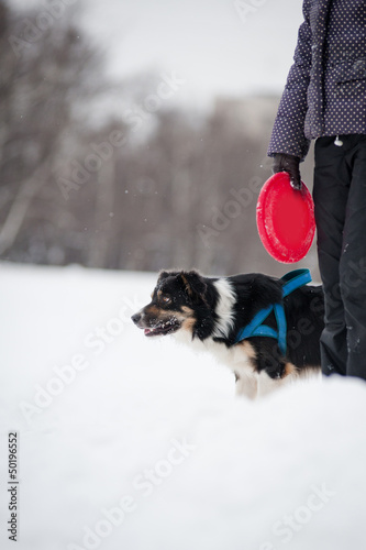 dog berder collie with his owner in winter photo