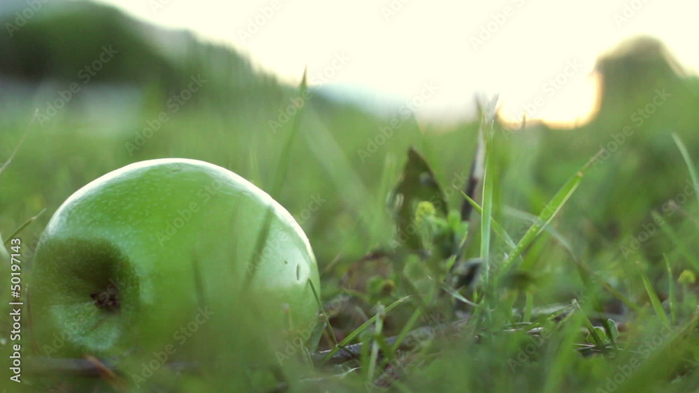green aplle falling from the tree