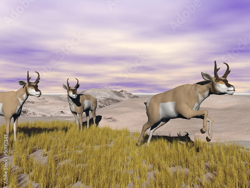 Pronghorn antelopes in the wild - 3D render photo