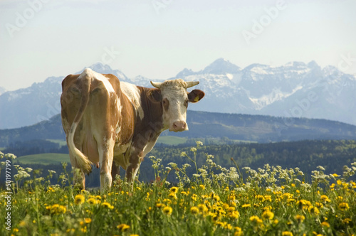 Kuh vor Alpenkulisse