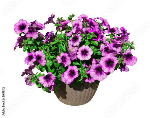 colorful petunia in a flowerpot isolated on white background