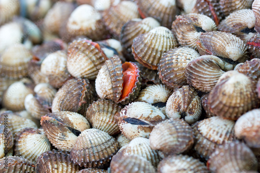 Sea shells clams