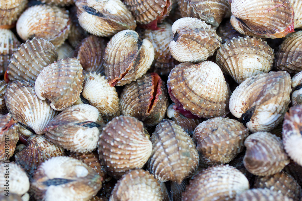 Sea shells clams