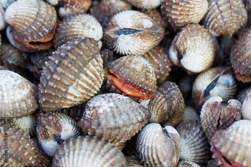 Sea shells clams