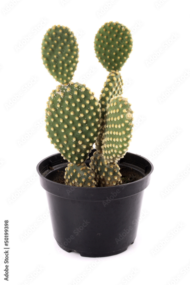 Cactus plant Cactus plant