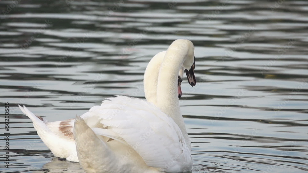 Male and female swan smooch on the river Male and female swan smooch on the river