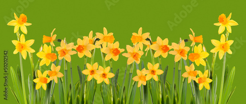 Bright yellow daffodils on a green background. Isolation.