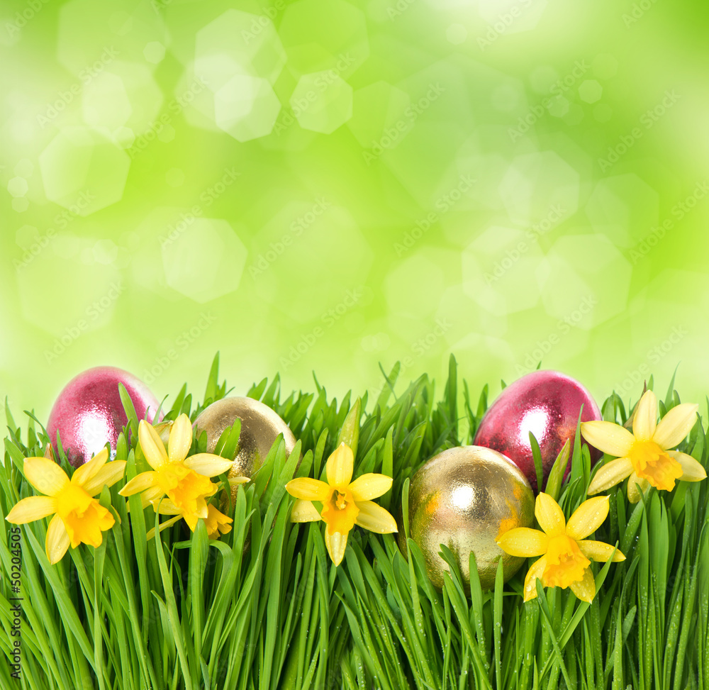fresh green grass with narcissus flowers and easter eggs