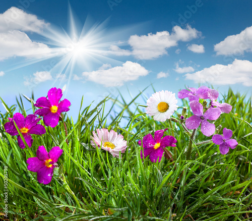 Blooming meadow under blue sky with clouds