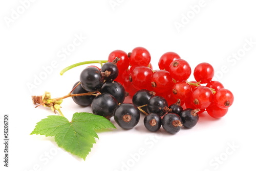Currant
