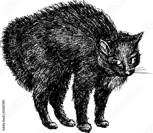 black cat