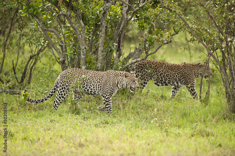 Fototapeta premium Leopard in Masai Mara
