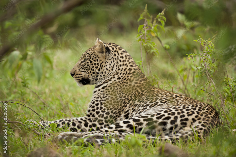 Leopard in Masai Mara Leopard in Masai Mara