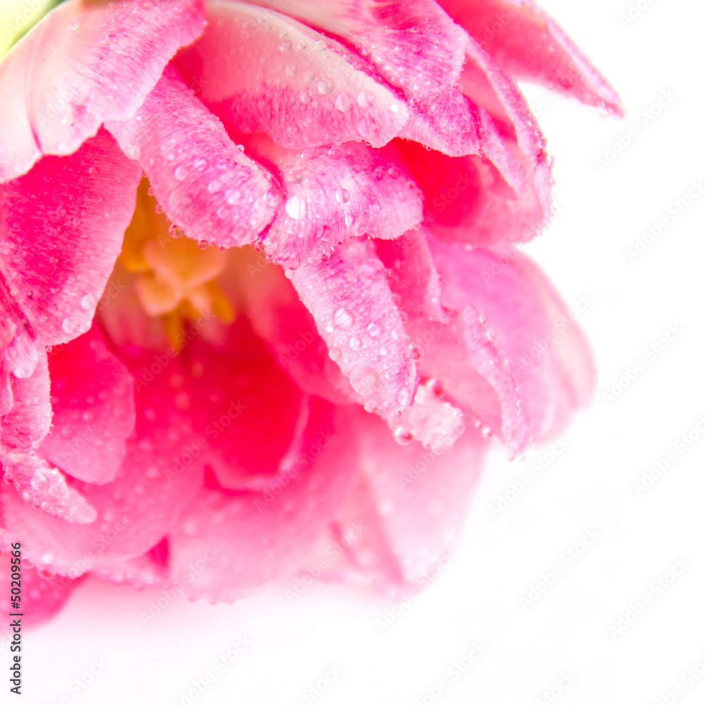 pink tulip on a white background pink tulip on a white background