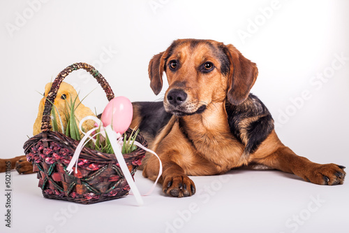 Hund mit Osterkörbchen 2