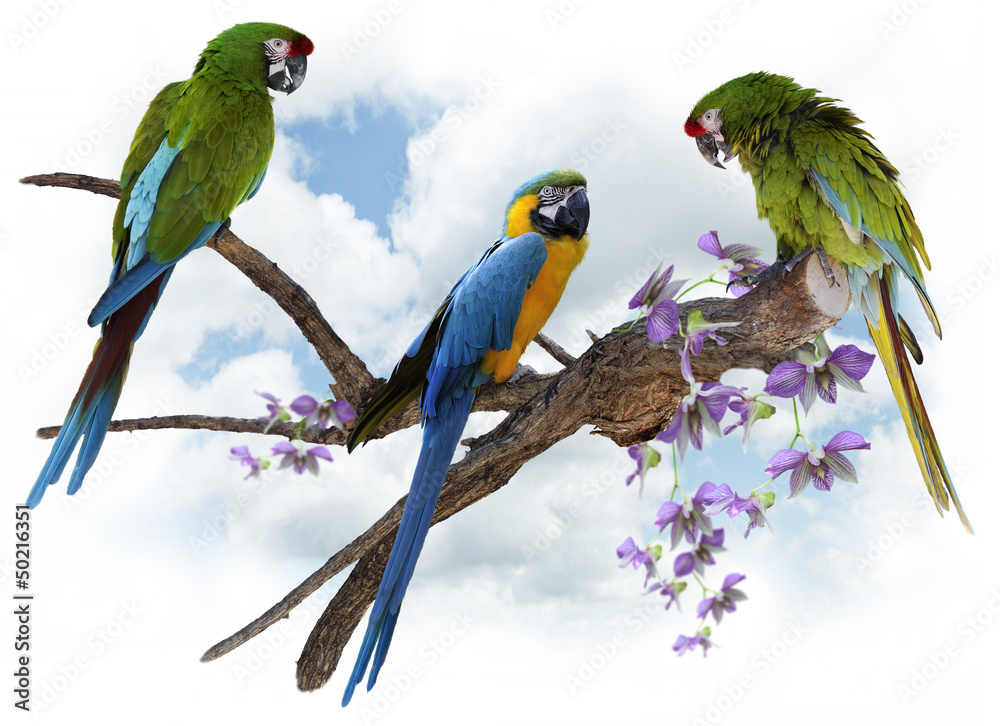 Obraz premium Macaw Parrots Perching