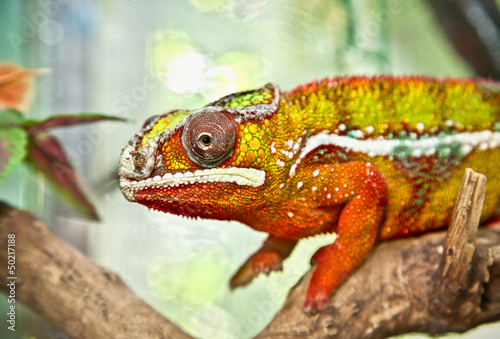 Male panther chameleon sitting on a branch. Indonesia.