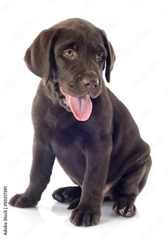 Fototapeta premium puppy labrador retriever