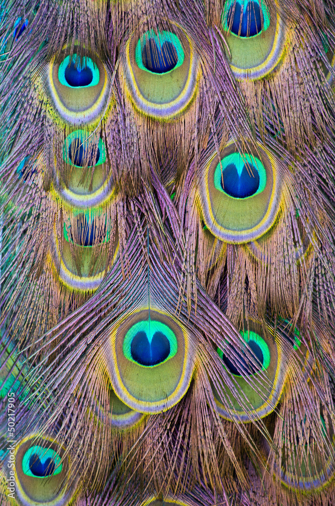 Fototapeta premium peacock feather