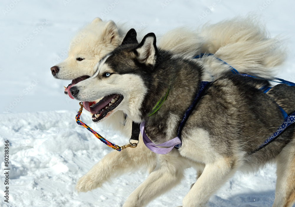 Husky Dog
