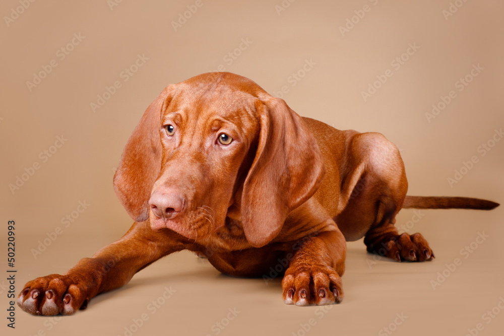 vizsla dog lying down