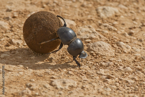 Flightless Dung beetle