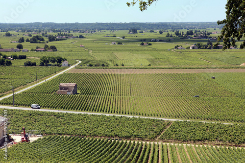 Distant vineyard