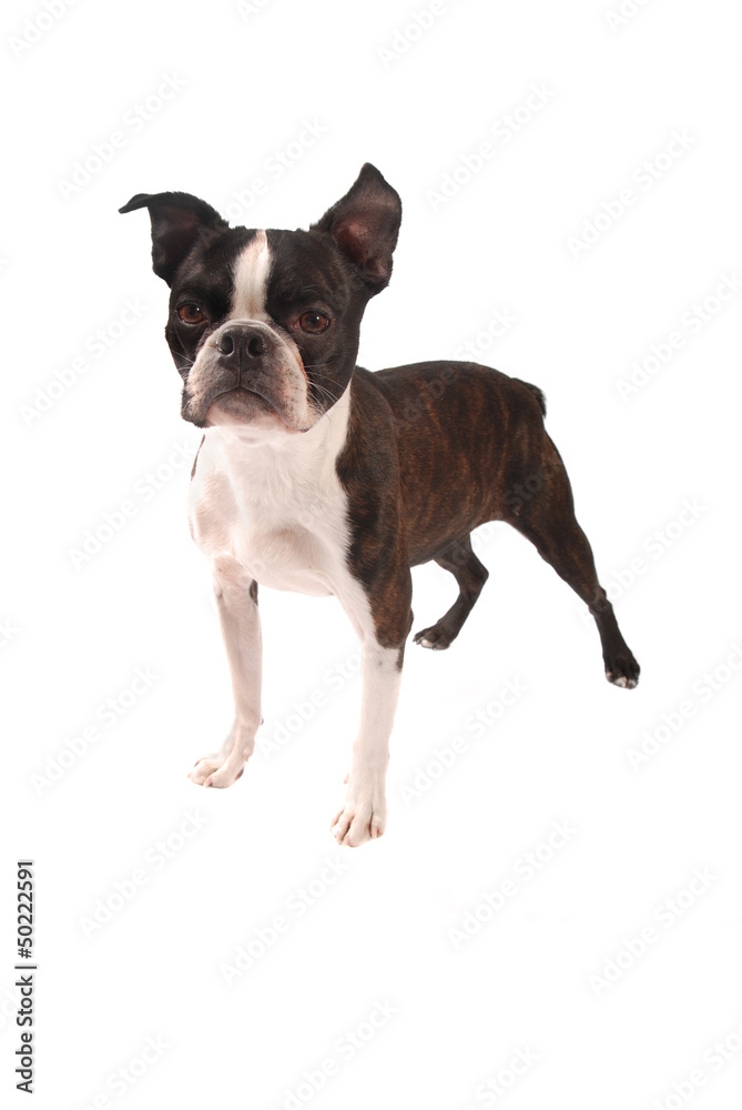 Brindle and White Boston Terrier Stading