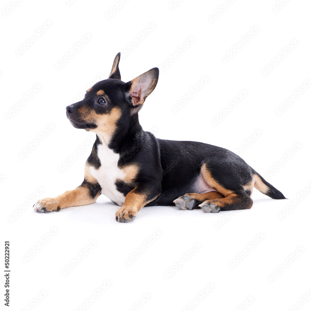 Young black coat puppy dog isolated on white