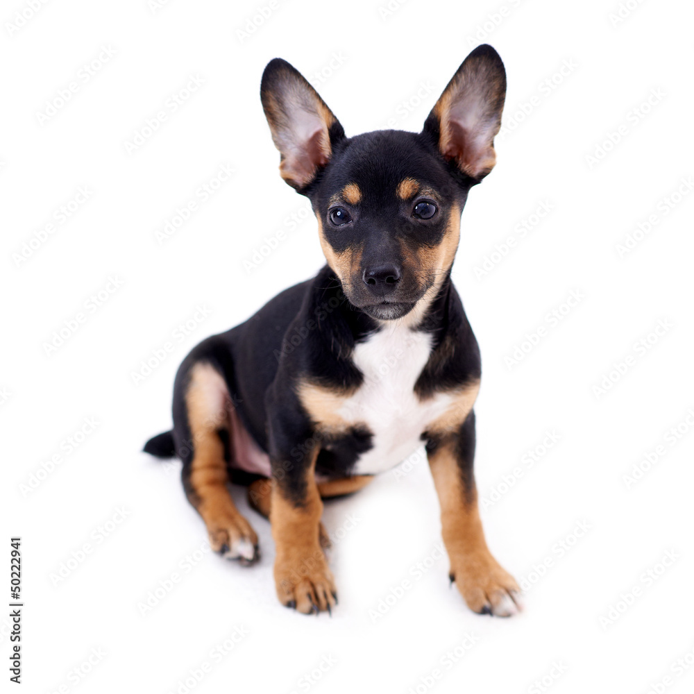 Young black coat puppy dog isolated on white