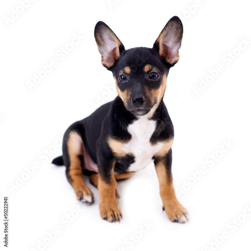 Young black coat puppy dog isolated on white